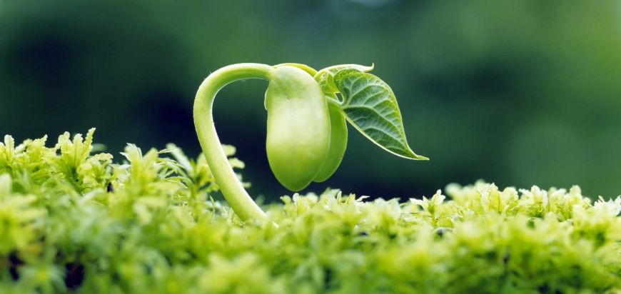 Curatenia de primavara – detoxifiere si regenerare